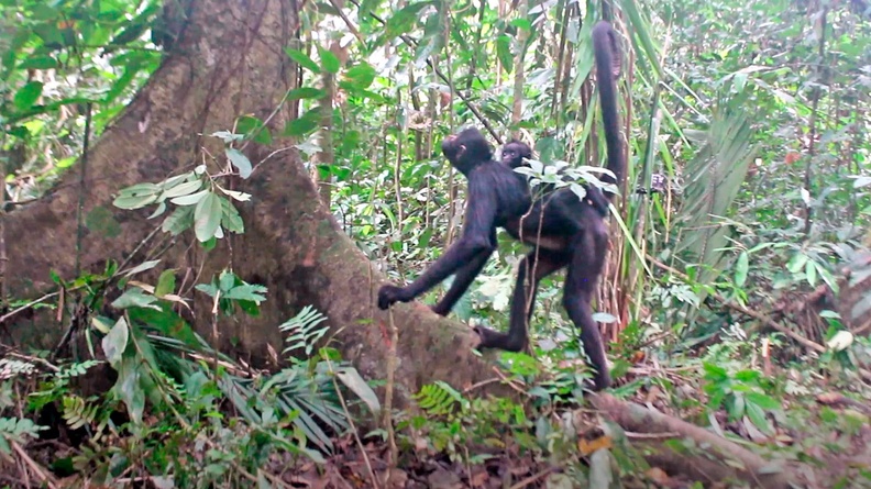 Spider monkey mother with its baby in a forest in Peru